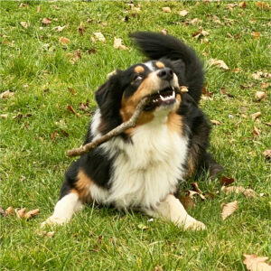 gdd chien sitka